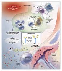 Image result for TNF Inhibitor