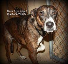 8,362 likes · 9 talking about this. Kingsport Sbk Animal Shelter Adoptable Animals This Week Timesnews Net