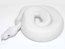 Russo Leucistic Morph List World Of Ball Pythons Ball Python Pet Snake Cute Snake