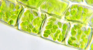 We did not find results for: File Moss Chloroplasts 100 Objective Oblique Jpg Wikimedia Commons