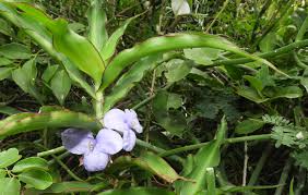 Image result for Coleotrype