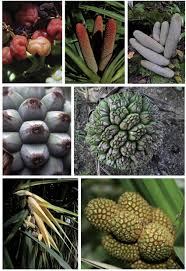 Image result for Pandanaceae