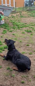 Thanks everyone for 1,500 likes! Low Fat Dog Treats And Safe Treats For Puppies Baked With Nutritious Ingredients