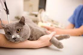 Check spelling or type a new query. Apa Suhu Badan Dianggap Biasa Pada Kucing
