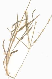Image result for Digitaria compressa