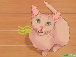 To treat it, your cat should have a professional teeth cleaning at your veterinarian's office, says dr. 3 Ways To Diagnose And Treat Gingivitis In Cats Wikihow Pet