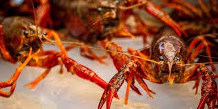 Crayfish are omnivores and opportunistic feeders, eating leftover fish food or small plant matter. History Of The Crawfish In Louisiana Crawfish Haven Bed Breakfast