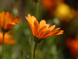 Martha stewart weddings giant paper flowers big flowers garden wedding diy wedding wedding blog floral wedding whimsical wedding boho vintage. About Us And Business Hours Miles Of Flowers Dothan Al 36305