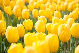 Spring flower options for late winter or early spring. Spring Flowers Free Stock Photo Iso Republic