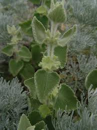 Image result for Acrotome hispida