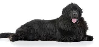 Newfoundland Growth Chart When Do Newfoundlands Stop Growing