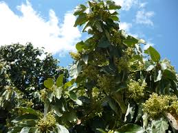 The avocado tree is a fruit tree added in the june 26, 2020 update. Of Love And Avocado Flowers The Mysterious Sex Life Of Avocado Trees Ceres Community Environment Park