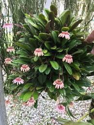 Bulbophilum Auratum Orchids Plants