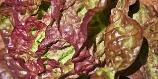 Lollo rosso gehört zu den unkomplizierten aussaaten, die man ab ende märz direkt ins beet ausbringen kann. Lollo Rosso Herkunft Verwendung Besserhaushalten De