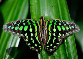 We have several species of swallowtail here in the united states, and many states have adopted. Green And Black Butterfly On Grass Image Free Stock Photo Public Domain Photo Cc0 Images