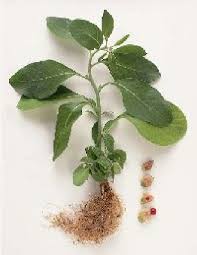 Image result for Withania