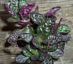 Yours will be a small plant, like the one in my hand. Pin On Plants
