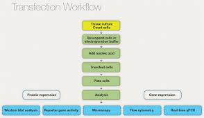 Check spelling or type a new query. Introduction To Transfection Lsr Bio Rad