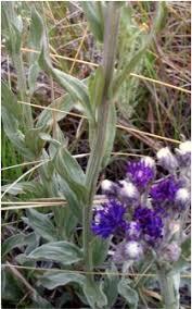 Image result for Vernonia natalensis