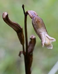 Image result for Gastrodia rwandensis