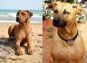 Combai | Dog Breed Facts and Information - Wag! Dog Walking