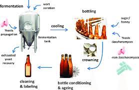 Brewing Process Fermentation And Bottle Fermentation Download Scientific Diagram
