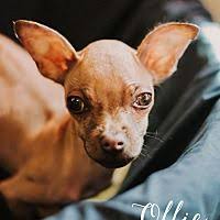 Trainer were found in the following cities: Evansville Indiana Chihuahua Meet Ollie A For Adoption Https Www Adoptapet Com Pet 22640407 Evansville Indiana Chi Chihuahua Chihuahua Mix Pet Adoption