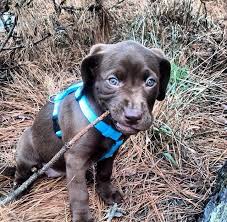 Black And White Chesapeake Bay Retriever Chesapeake Bay Retriever And Pitbull Mix Cutenessoverload Animal Lover Pitbull Mix Dogs