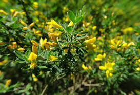 French Broom Planting Pruning And Advice On Caring For It
