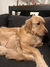 Sunny wants some of my dinner, so of course he got some of it.