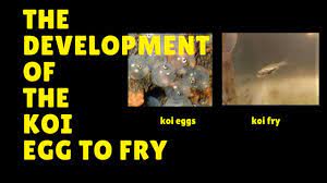 Koi that don't meet the standards you are looking for should be identified once they have begun to develop patterns. Pin On Koi