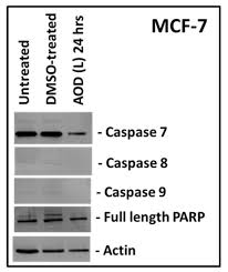 Image result for Acridocarpus chloropterus
