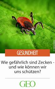 Zecken In Deutschland Das Sollten Sie Wissen Zecken Zecke Zeckenbiss