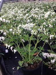 Image result for Dicentra spectabilis alba