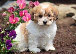 Maltese puppies near me are believed to have evolved on the island of malta in the mediterranean sea that's why they are named as maltese. Teddy Bear Puppies Near Me Cheap Online