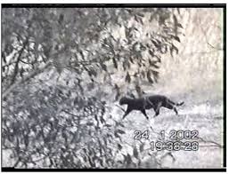 Image result for Panther Black 2002 Puma