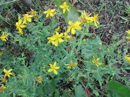 Häufig wird johanniskraut als pflanzliches antidepressivum angewendet. Was Haben Elixier Johanniskraut 24 Juni Gemeinsam Als Beruhigung