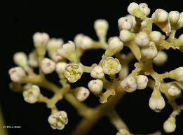 Image result for Cryptocarya liebertiana
