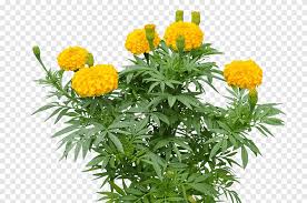 Colorful altars are erected in homes and public. Yellow Flowers Mexican Marigold Tagetes Lucida Mexican Sunflower Marigold Flower Herbaceous Plant Leaf Png Pngegg