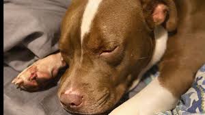 Our fosters and volunteers are passionately dedicated to helping pets in the community. Animal Services Athens Clarke County Ga Official Website
