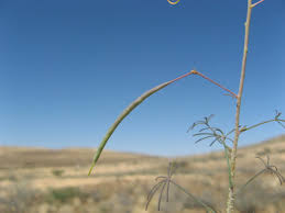 Image result for Cleome angustifolia