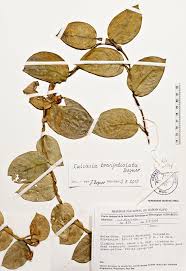 Image result for Culcasia