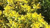 Very showy and consistent leaf col. Gold Splash Wintercreeper Euonymus Youtube