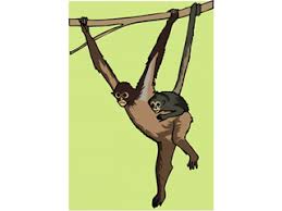 Bekijk alle klimmende apen online of in onze woonwinkel. Lekker Slaap Humoristische Dieren Prentjes
