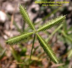 Image result for Dactyloctenium geminatum