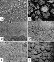 Image result for Ixora kalehensis