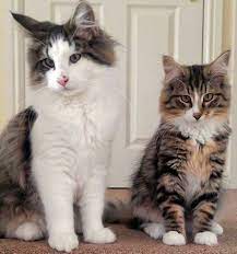 Before you buy a cat, adopt a cat! Free Kittens Kittens Near Me Free Cats Kitten For Sale