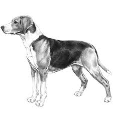 Laufhunde haben einen guten geruchssinn und können einer fährte folgen. Hamiltonstovares Dog Breed Info Photos Common Names And More Embarkvet