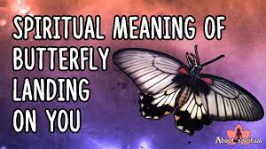 Most people have their spirit animals or animal totems. Spiritual Meaning Of Butterfly Landing On You Youtube