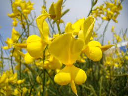 Image result for Spartium